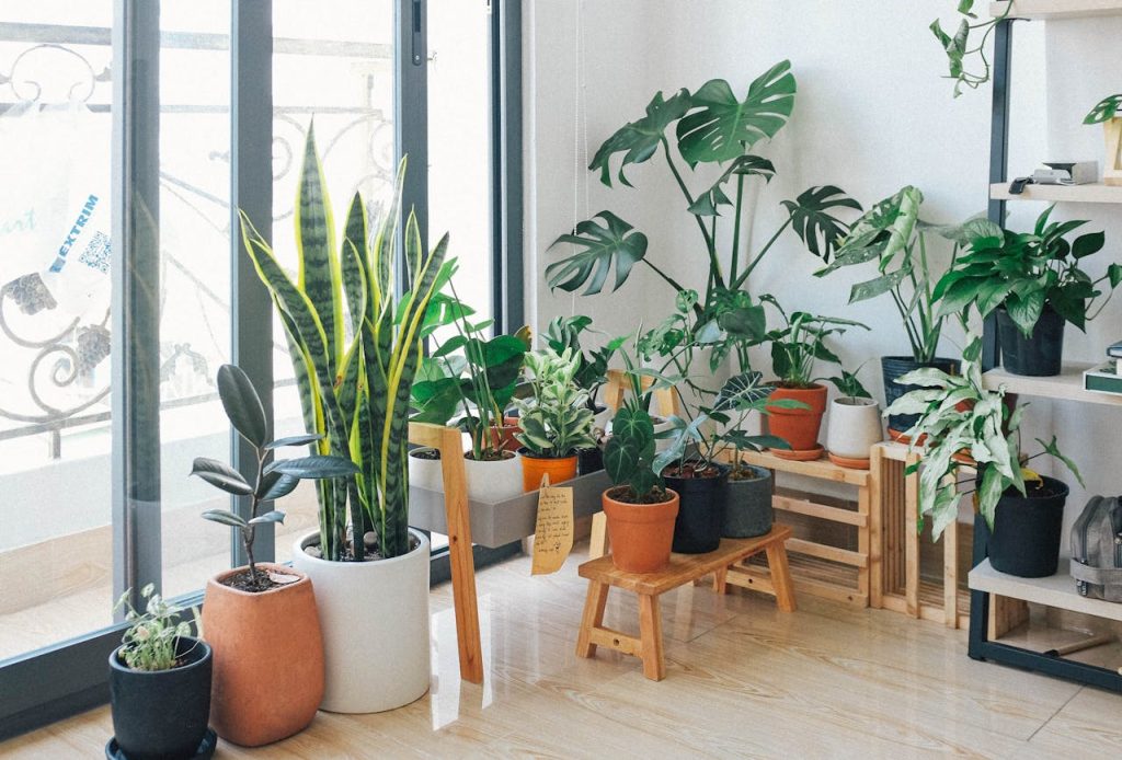 Plantas em casa