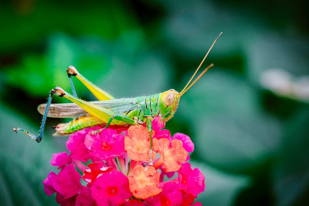 preparar sua casa para a estação das pragas